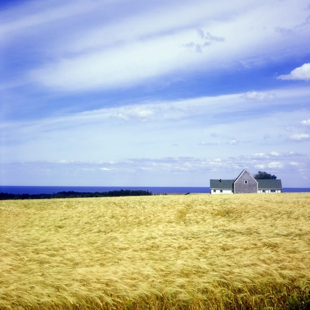 Wheat Field Poster Print (24 x 24)