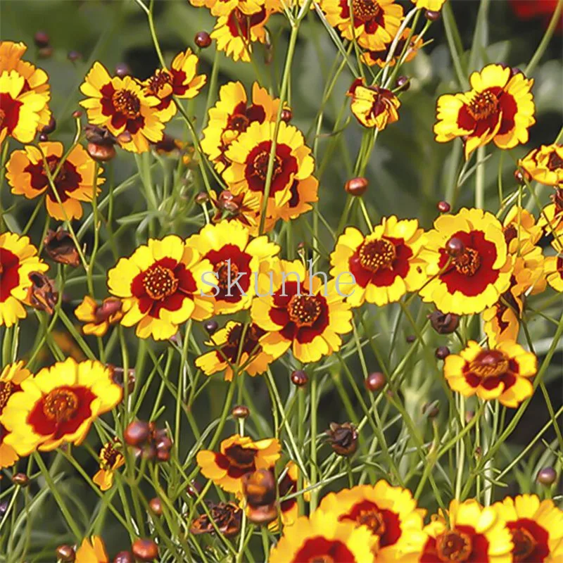 Bonsai Snake two-color coreopsis Kunlun snow chrysanthemum greenery garden landscape flower 100pcs(she mu ju)
Bonsai Snake two-color coreopsis Kunlun snow chrysanthemum greenery garden landscape flower 100pcs(she mu ju)