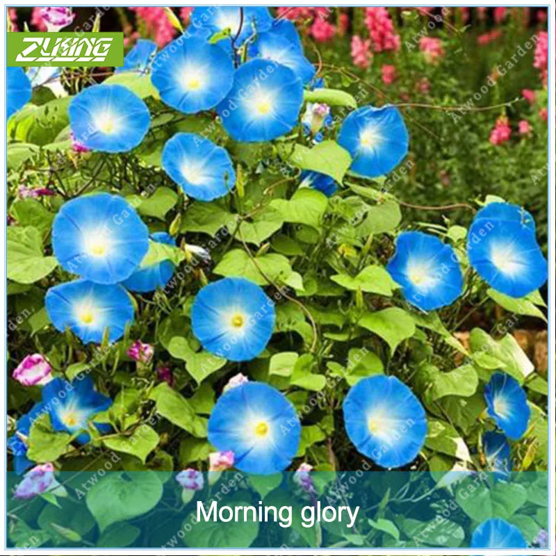 ZLKING 100pcs Blue Morning Glory Flower Bonsai Exotic Plant Species Beautiful Natural Flowers Fragrant Perennial Plants
ZLKING 100pcs Blue Morning Glory Flower Bonsai Exotic Plant Species Beautiful Natural Flowers Fragrant Perennial Plants