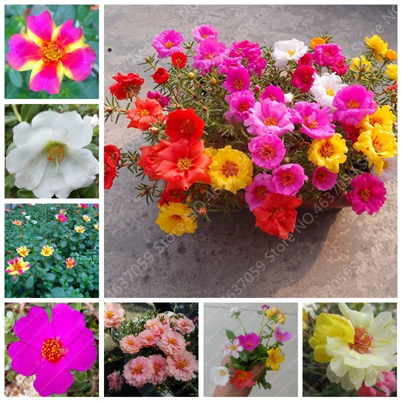 100 Pcs Mixed Color Purslane Double Moss-Rose Flower Bonsai For Planting Outdoor Garden Portulaca Grandiflora Flore Easy Grow
100 Pcs Mixed Color Purslane Double Moss-Rose Flower Bonsai For Planting Outdoor Garden Portulaca Grandiflora Flore Easy Grow