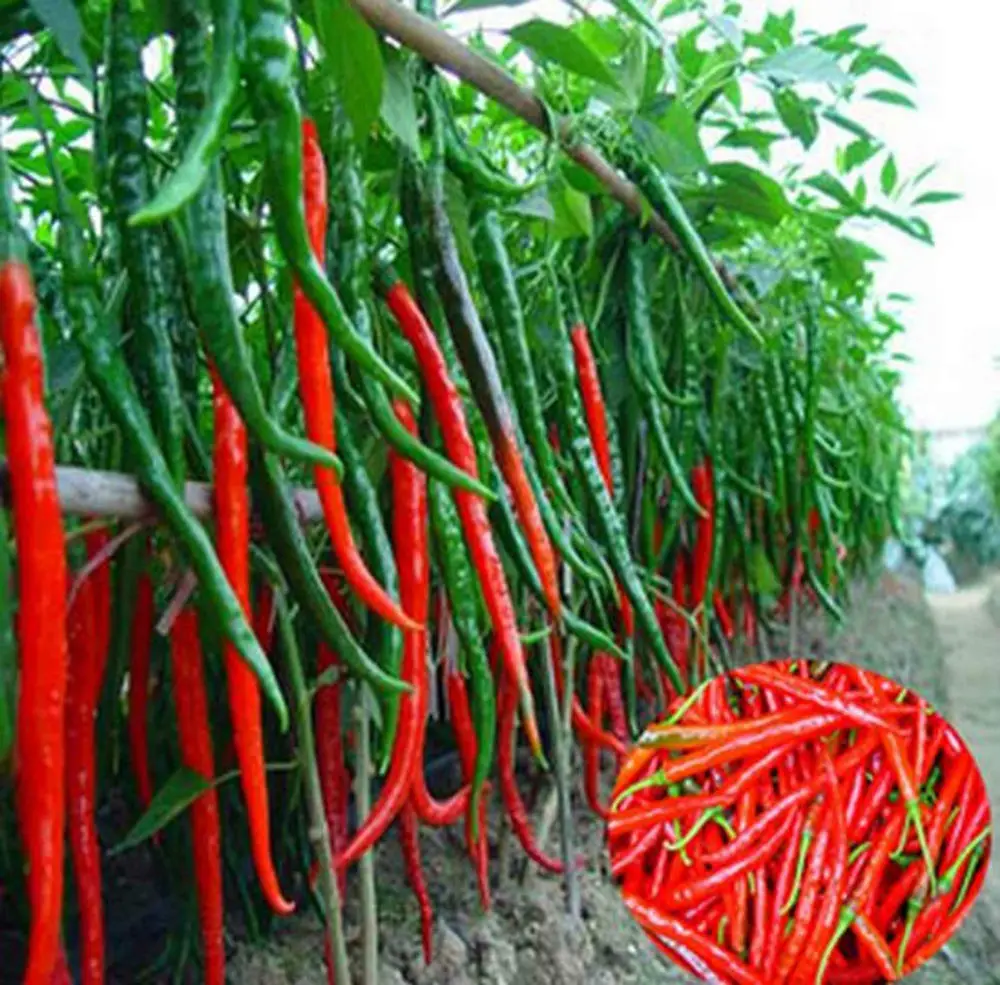 100Pcs/Lot Long red Chilli Pepper Bonsai plants Healthy Organic Vegetables Plantas Garden Potted Plant planting easy to grow
100Pcs/Lot Long red Chilli Pepper Bonsai plants Healthy Organic Vegetables Plantas Garden Potted Plant planting easy to grow