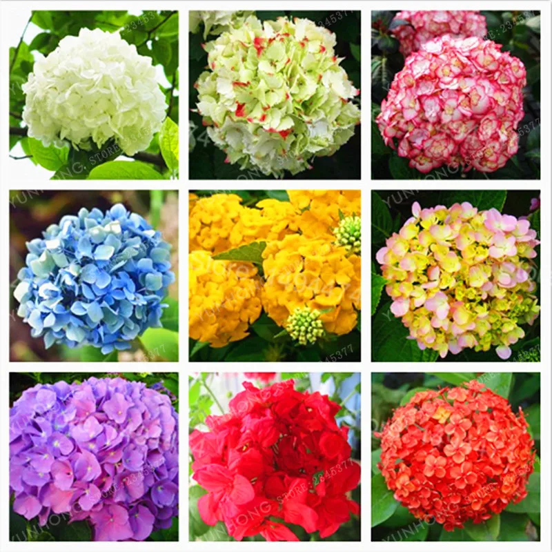 10 Pcs/Bag Hydrangea Flower Bonsai Mixed Color Bonsai Fort Viburnum Hydrangea Macrophylla Bonsai Plant Bonsai For Home Garden
10 Pcs/Bag Hydrangea Flower Bonsai Mixed Color Bonsai Fort Viburnum Hydrangea Macrophylla Bonsai Plant Bonsai For Home Garden