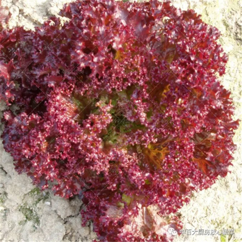 500 pcs bonsai China Purple Lettuce good taste,romaine lettuce ,easy to grow,delicious salad choice,DIY Home garden vegetable
500 pcs bonsai China Purple Lettuce good taste,romaine lettuce ,easy to grow,delicious salad choice,DIY Home garden vegetable