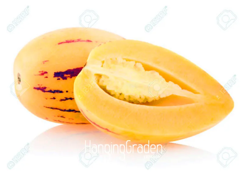 100 Pcs A Bag Hot Sale!Melon Tree bonsai,Pepino garden,Fruit plant,Non GMO,Organic Fruit
100 Pcs A Bag Hot Sale!Melon Tree bonsai,Pepino garden,Fruit plant,Non GMO,Organic Fruit