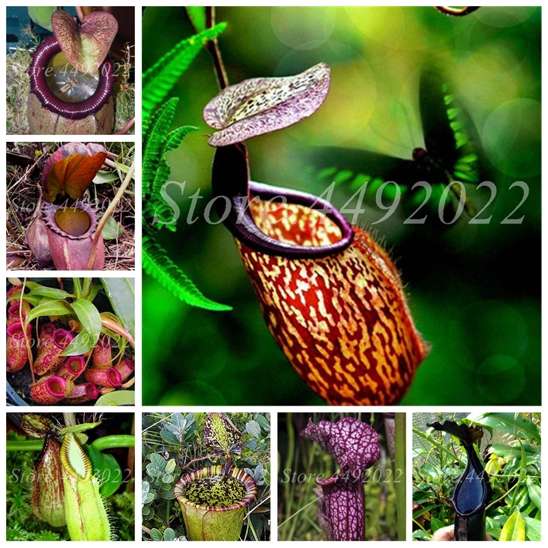 300 Pcs Striped Nepenthes Bonsai Eating Mosquito Carnivorous Plants Tropical Pitcher Catch Insect Garden Potted for Flower Pot
300 Pcs Striped Nepenthes Bonsai Eating Mosquito Carnivorous Plants Tropical Pitcher Catch Insect Garden Potted for Flower Pot