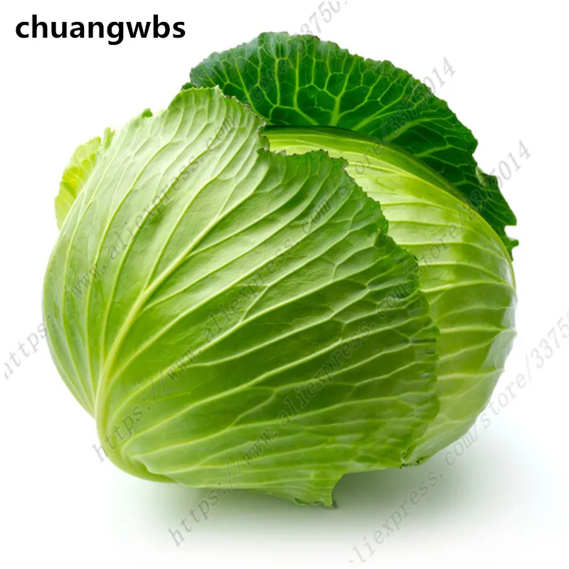 Vegetable plant Organic Cabbage Non-GMO Green Healthy Plants bonsai Home Garden Potted 200pcs / Pack Chinese Cabbage
Vegetable plant Organic Cabbage Non-GMO Green Healthy Plants bonsai Home Garden Potted 200pcs / Pack Chinese Cabbage