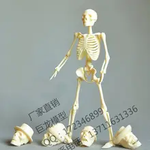 Assembling-Skeleton-Model Educational-Toys-Model Human-Body-20cm Packaging
