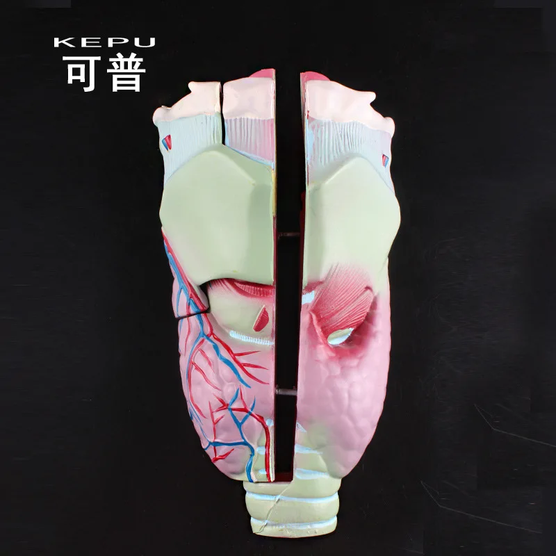 Enlarged Human Laryngeal Anatomical Model Simulation Detachable Biological Visual Aids Medical Teaching Demonstration
Enlarged Human Laryngeal Anatomical Model Simulation Detachable Biological Visual Aids Medical Teaching Demonstration