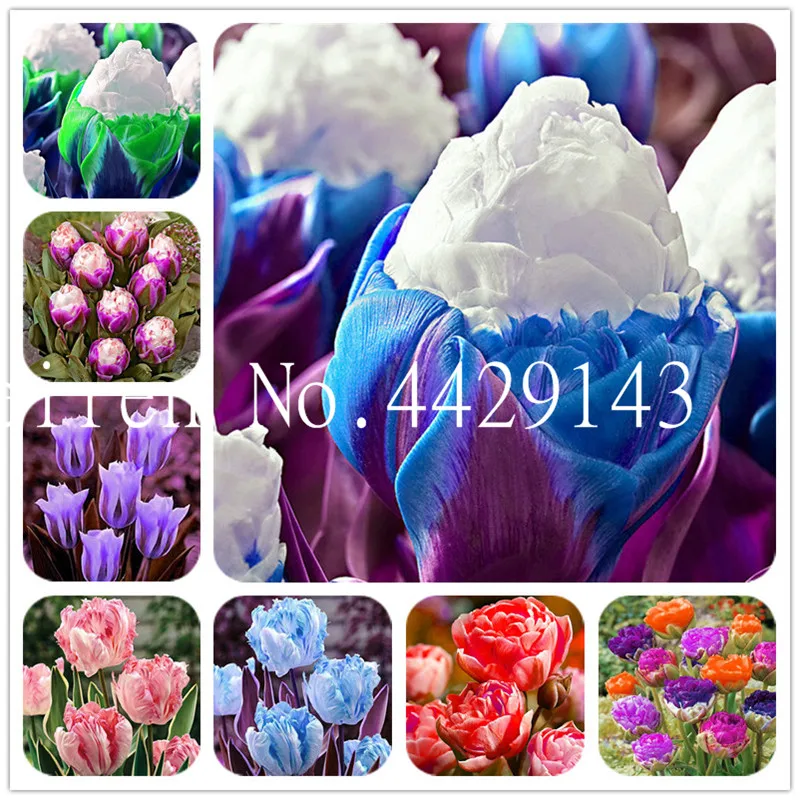 New Variety!True Rarest Double Tulip,Most Valuable Imported Tulip Flowers bonsai, Tulipanes Plant For Home Garden-50 Pcs/bag
New Variety!True Rarest Double Tulip,Most Valuable Imported Tulip Flowers bonsai, Tulipanes Plant For Home Garden-50 Pcs/bag