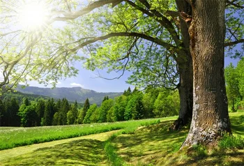 Laeacco Spring Sunshine Grass Tree Scene Photography Background Customized Photographic Backdrops For Photo Studio
Laeacco Spring Sunshine Grass Tree Scene Photography Background Customized Photographic Backdrops For Photo Studio