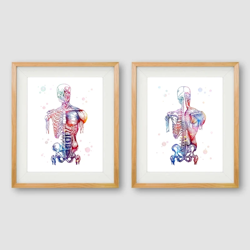 Cuadro De Arte Cartel Anatomía Muscular Cuerpo Humano Enmarcado Vintage médica impresión