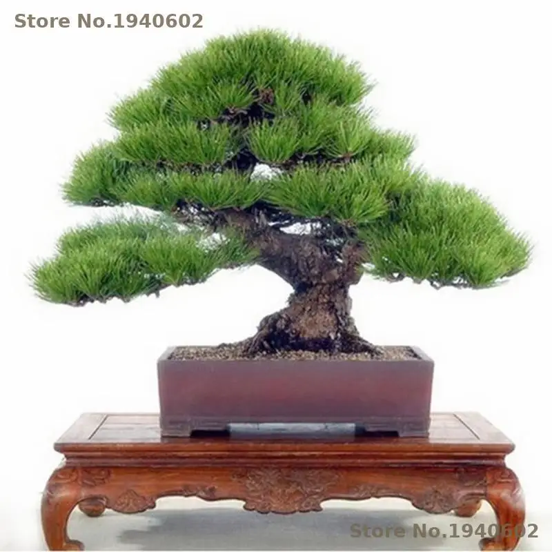 50pcs Pine Tree bonsai, Potted bonsai Pinus Landscape bonsai Home Garden Decoration Indoor Plants Flowers Flowers Ground Cover
50pcs Pine Tree bonsai, Potted bonsai Pinus Landscape bonsai Home Garden Decoration Indoor Plants Flowers Flowers Ground Cover