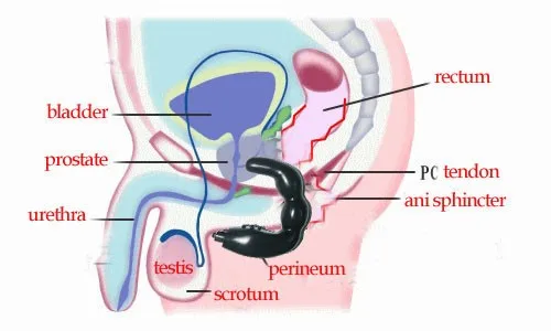 Анальный Вибратор Для Простаты