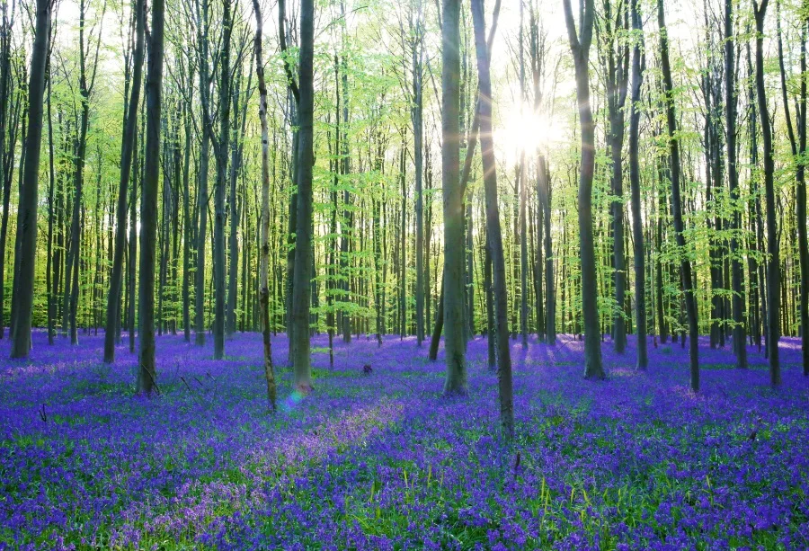 Laeacco Spring Forest Carpet of Bluebells Scene Baby Photography Backgrounds Customized Photographic Backdrops For Photo Studio
Laeacco Spring Forest Carpet of Bluebells Scene Baby Photography Backgrounds Customized Photographic Backdrops For Photo Studio