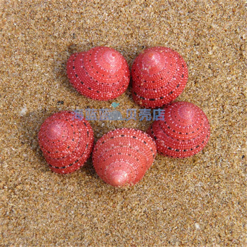 Strawberry Bell Snail 2CM Natural Conch Shell Rare Snail Shell Collection Girlfriend Gift Lovely DIY Micro-landscape Decorations
Strawberry Bell Snail 2CM Natural Conch Shell Rare Snail Shell Collection Girlfriend Gift Lovely DIY Micro-landscape Decorations
