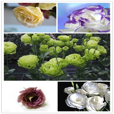 Eustoma Grandiflorum Bonsai Planta Lisianthus Flower Perennial Ornamental Garden Plant Sementes de Flores
Eustoma Grandiflorum Bonsai Planta Lisianthus Flower Perennial Ornamental Garden Plant Sementes de Flores
