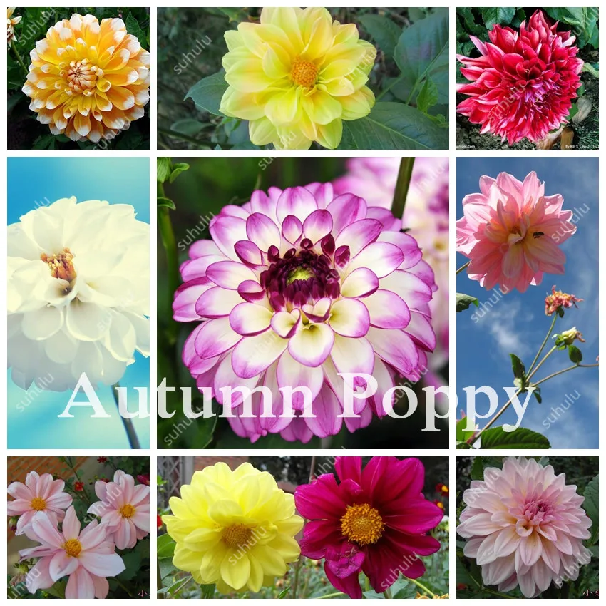 200Pcs Dahlia Flower Bonsai Seedsplants Jardin Charming Outdoor & Indoor Bonsai Dahlia Plant For Home Garden Potted Easy To Grow
200Pcs Dahlia Flower Bonsai Seedsplants Jardin Charming Outdoor & Indoor Bonsai Dahlia Plant For Home Garden Potted Easy To Grow