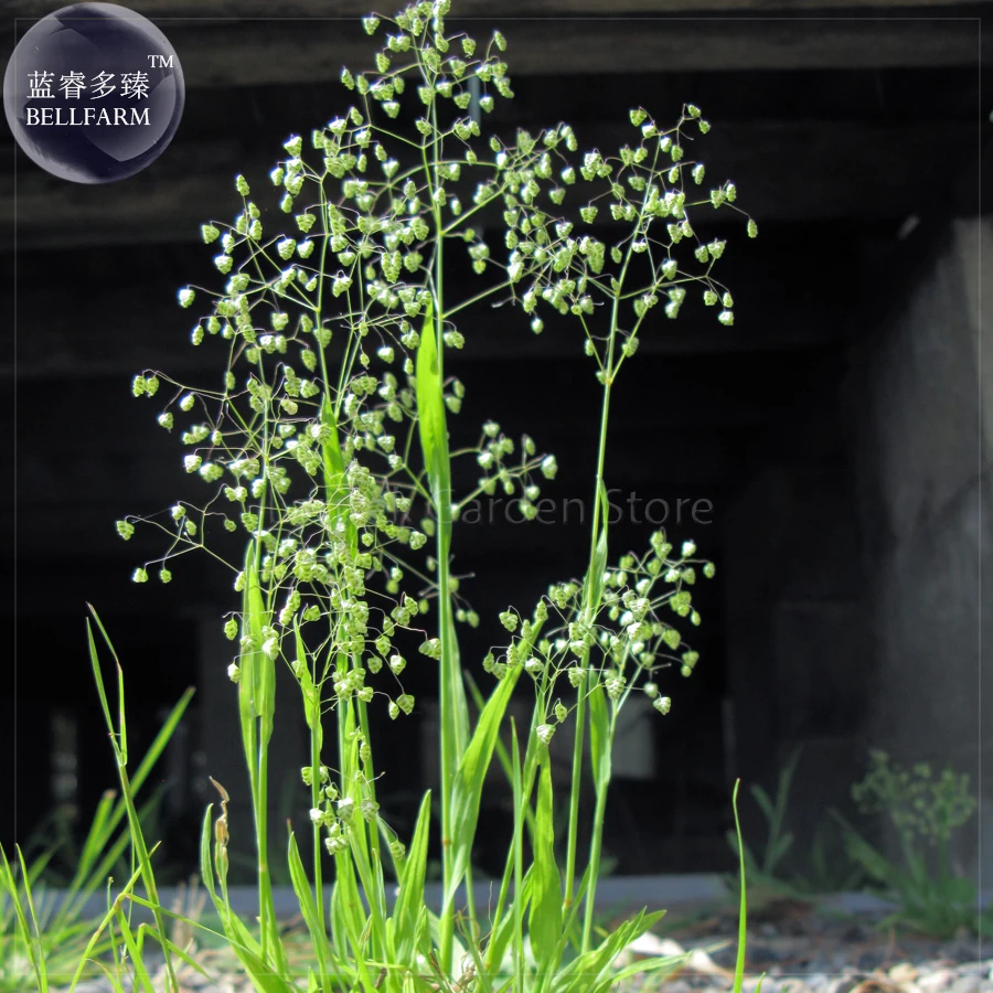 Briza Minor Ornamental Little Quakinggrass Seeds, 50 seeds, professional pack, a must for planting wild grass E4132