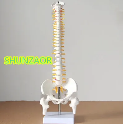 spinal column model 45cm Sitting Posture Model for Medical Rehabilitation Training, Human Spine Model spinal
spinal column model 45cm Sitting Posture Model for Medical Rehabilitation Training, Human Spine Model spinal