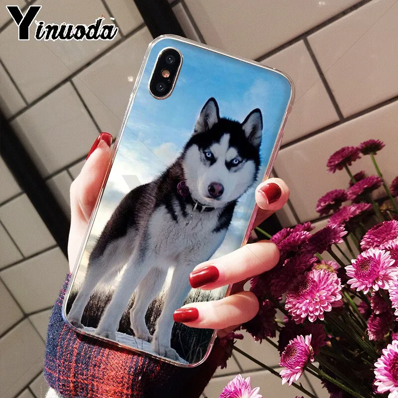 Animal Husky cute Puppy Dog