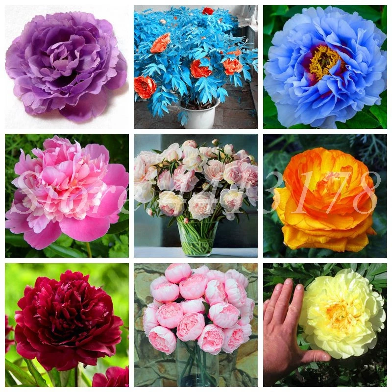 30 Pcs/ Bag Rare Double Peony Bonsai Multicolor Indoor Perennial Chinese Paeonia Suffruticosa Flowers DIY Home Garden Planting
30 Pcs/ Bag Rare Double Peony Bonsai Multicolor Indoor Perennial Chinese Paeonia Suffruticosa Flowers DIY Home Garden Planting