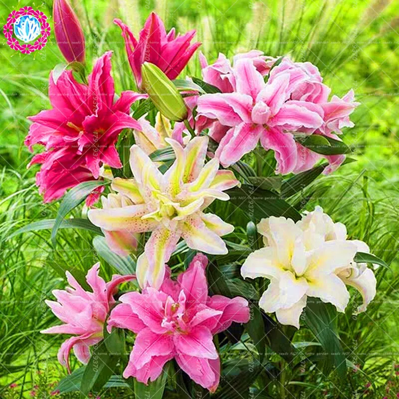 100pcs Double flap lily bonsai flower beautiful mixed colors perfume lilies potted plants for home garden bonsai lily flowers
100pcs Double flap lily bonsai flower beautiful mixed colors perfume lilies potted plants for home garden bonsai lily flowers