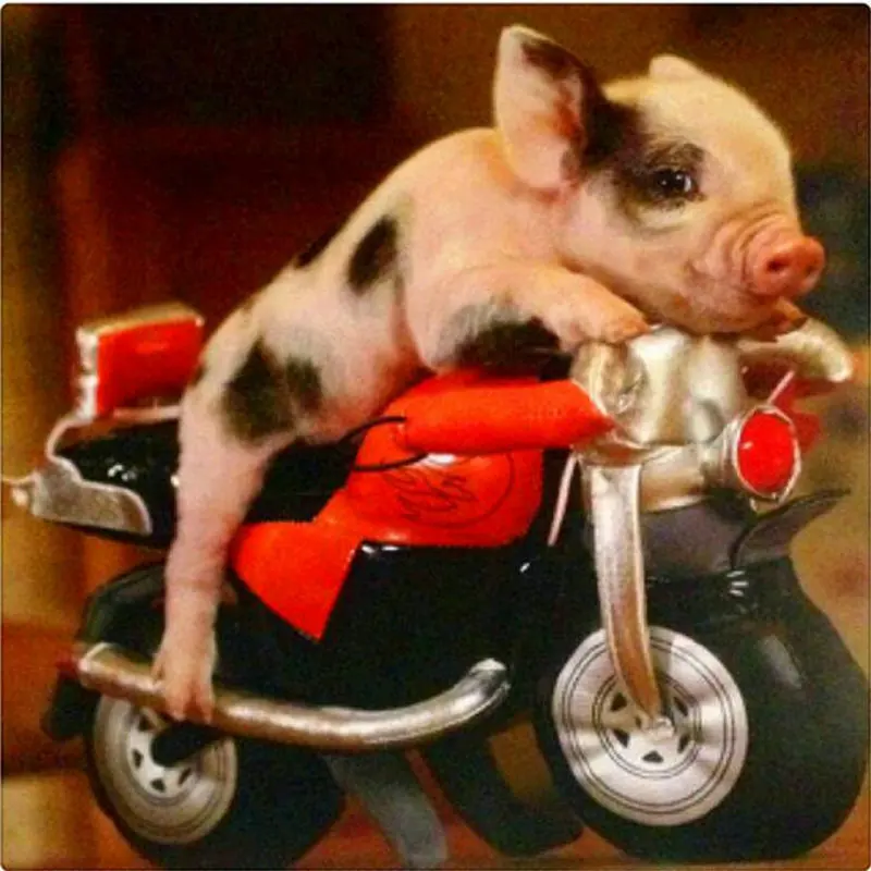 DIY 5D Diamond Painting Pig motorcycle Home Decor Full square Rhinestone Pasted Diamond Embroidery Cross Stitch Christmas Gift
DIY 5D Diamond Painting Pig motorcycle Home Decor Full square Rhinestone Pasted Diamond Embroidery Cross Stitch Christmas Gift