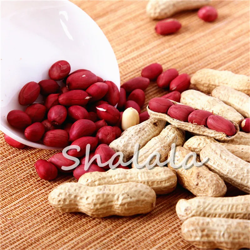 10pcs Bonsai particles Four red peanuts, Peanut Bonsai,Chinese characteristics plant Bonsai
10pcs Bonsai particles Four red peanuts, Peanut Bonsai,Chinese characteristics plant Bonsai