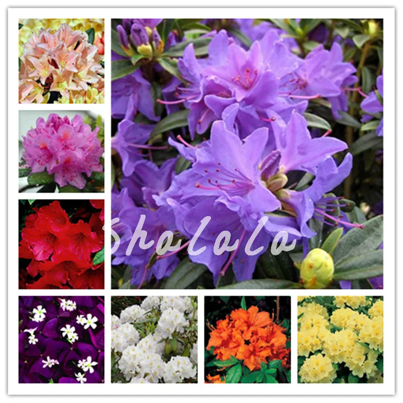 50 Pcs/Bag Chinese Rhododendron Azalea Flower Bonsai Outdoor Tree Cover Flower Bonsai Diy Plant Home Garden Easy To Grow
50 Pcs/Bag Chinese Rhododendron Azalea Flower Bonsai Outdoor Tree Cover Flower Bonsai Diy Plant Home Garden Easy To Grow