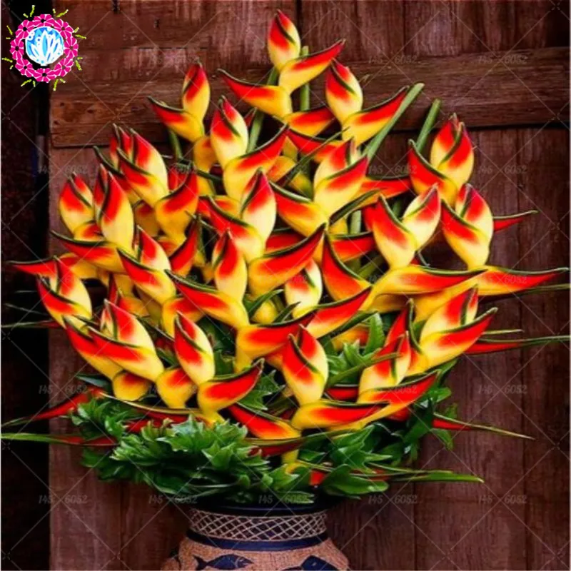 100pcs/bag Strelitzia flower Bonsai plants heaven bird flower perennial indoor flowering potted plants for home garden plants
100pcs/bag Strelitzia flower Bonsai plants heaven bird flower perennial indoor flowering potted plants for home garden plants