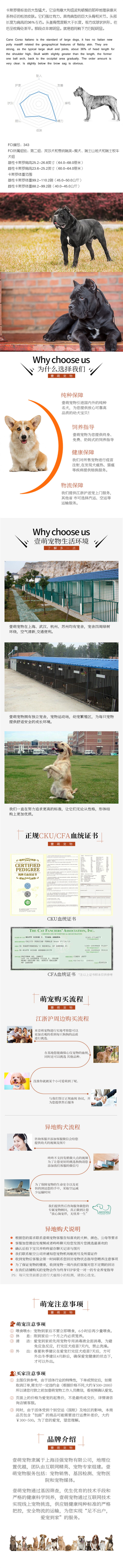 纯种卡斯罗 包健康好养.购买签协议.疫苗齐全