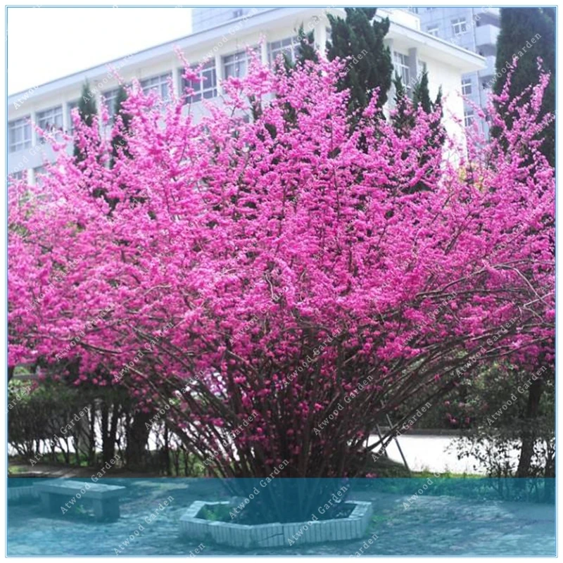 ZLKING 50pcs Bauhinia Cercis chinensis bonsai flower Chinese Redbud tree Nature potted plants for home garden
ZLKING 50pcs Bauhinia Cercis chinensis bonsai flower Chinese Redbud tree Nature potted plants for home garden