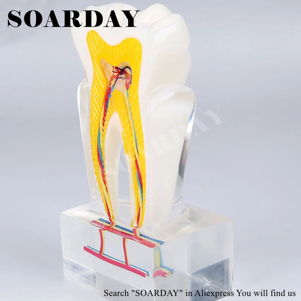 Six times the tooth nerve anatomy teaching model (5)