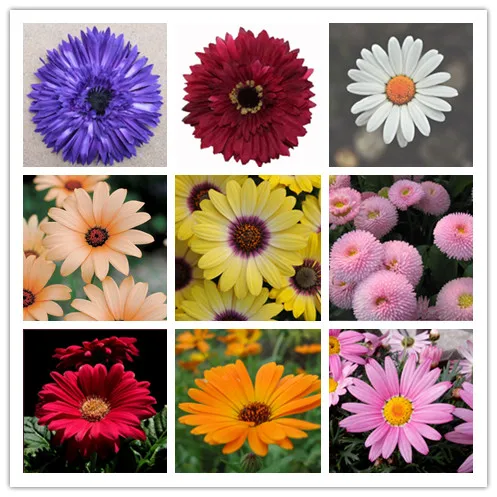Time limit promotion & Flower Grass bonsai Of Daisy bonsai Colourful Balconies Garden Potted Perennials Plants 200pcs
Time limit promotion & Flower Grass bonsai Of Daisy bonsai Colourful Balconies Garden Potted Perennials Plants 200pcs