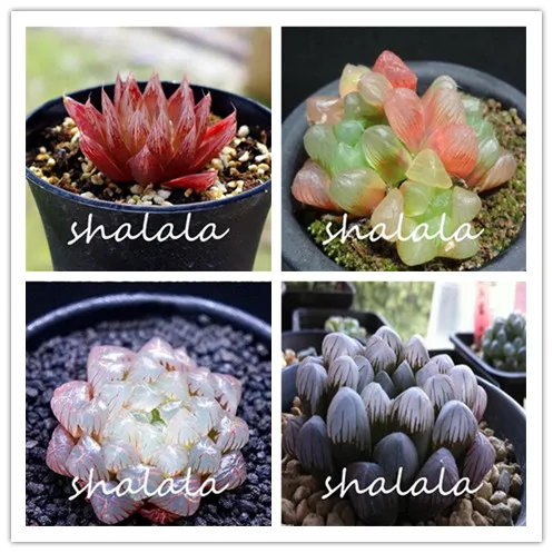 200 Pcs Bonsai Yulu Pseudotruncatella Bonsai, Living Stone Lithops Succulent Bonsai Indoor Anti-Radiation Purify Air
200 Pcs Bonsai Yulu Pseudotruncatella Bonsai, Living Stone Lithops Succulent Bonsai Indoor Anti-Radiation Purify Air