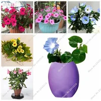 Climbing-Plant-Garden-Flower-Seeds-Hanging-Petunia-Flower-Seeds-DIY-Home-Bonsai-Pot-Planting-200-PCS.jpg_200x200