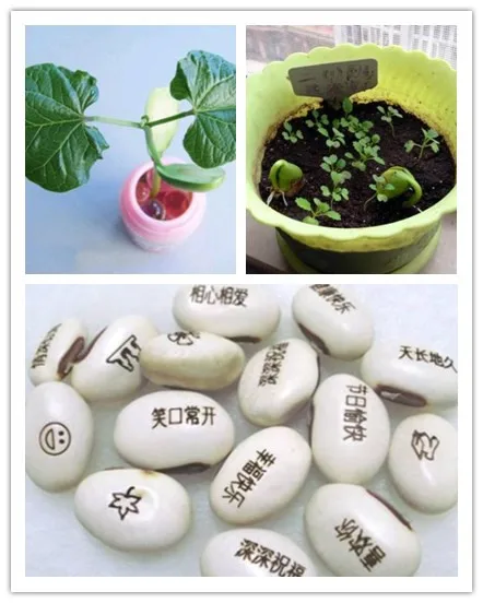 5 PCS Magic Growing Message Beans Bonsais Magic Bean Potted Green Office Ornamental Home Decoration Easy To Grow Purify Air
5 PCS Magic Growing Message Beans Bonsais Magic Bean Potted Green Office Ornamental Home Decoration Easy To Grow Purify Air