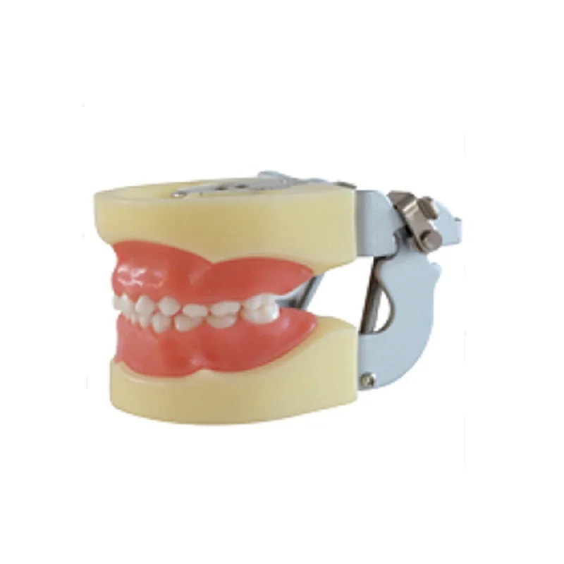 Promotion 24 pcs Soft Gum Standard Dental Child Model Teeth FE Articulator Doctor Teeth Model A3
Promotion 24 pcs Soft Gum Standard Dental Child Model Teeth FE Articulator Doctor Teeth Model A3