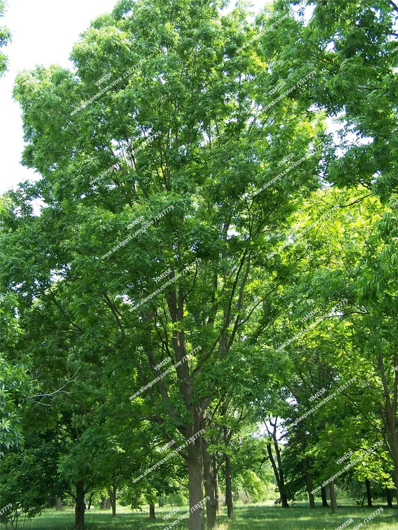 Carya_illinoinensis