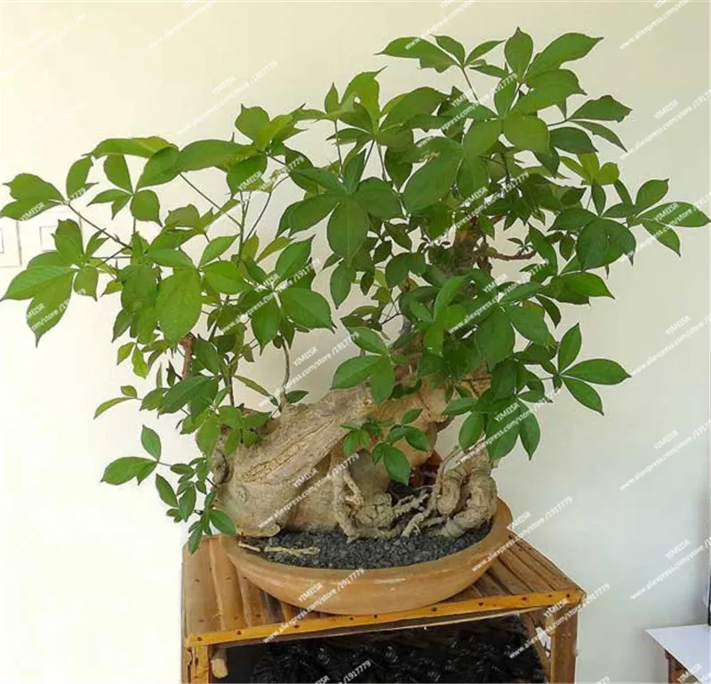Baobab-venerable-et-kit-petit-prince_