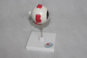 3X Eye anatomical models Removable eyeball model Anatomical biomedical natural biological equipment eyes Aids
3X Eye anatomical models Removable eyeball model Anatomical biomedical natural biological equipment eyes Aids