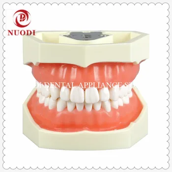 Dental Practice teeth Model with 28pcs/Standard Adult Teeth Model 28pcs screw-in teeth soft Gum
Dental Practice teeth Model with 28pcs/Standard Adult Teeth Model 28pcs screw-in teeth soft Gum