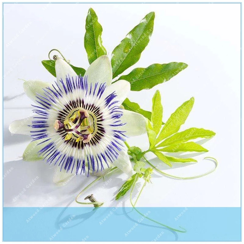 ZLKING 100pcs Orange Yellow Colombia Passion Fruit Granada Passiflora Ligularis Sweet Granadilla
ZLKING 100pcs Orange Yellow Colombia Passion Fruit Granada Passiflora Ligularis Sweet Granadilla