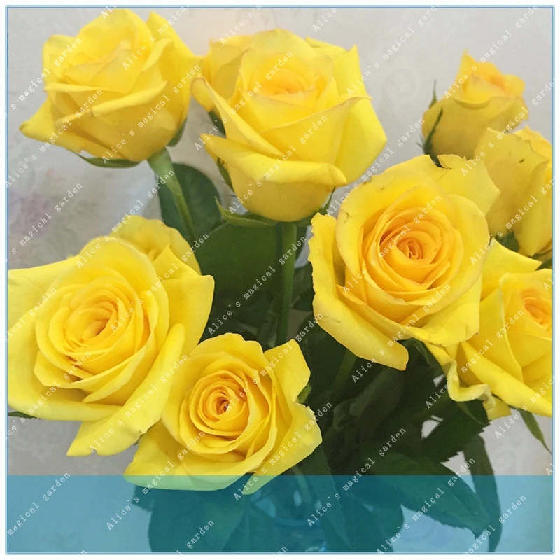ZLKING Heirloom Yellow Climbing Rose Flower Professional Pack, 50 / Pack Old-fashioned Strong Fragrant
ZLKING Heirloom Yellow Climbing Rose Flower Professional Pack, 50 / Pack Old-fashioned Strong Fragrant