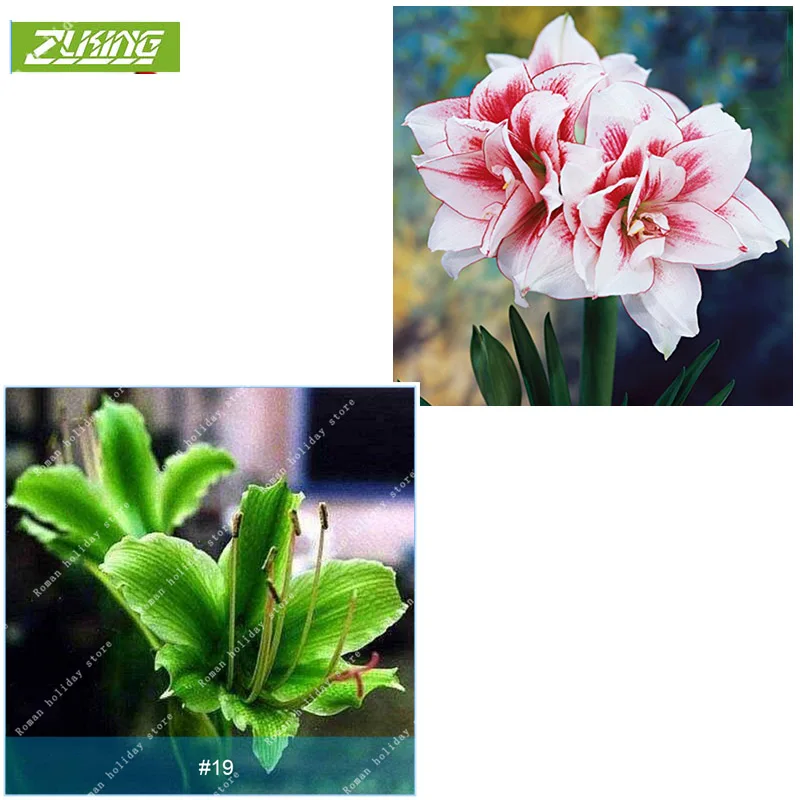 ZLKING 1 Pcs/pack Big True Amaryllis Bulbs Hippeastrum bonsai Roof Terrace Garden Patio Garden Barbados Lily Flower Bulb Bonsai
ZLKING 1 Pcs/pack Big True Amaryllis Bulbs Hippeastrum bonsai Roof Terrace Garden Patio Garden Barbados Lily Flower Bulb Bonsai