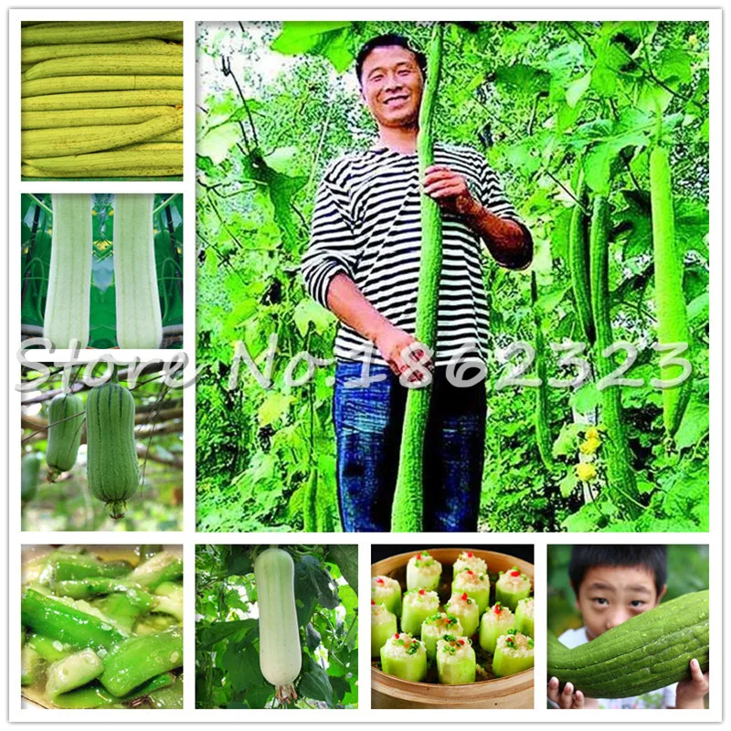 10 pcs Rare Tasty Loofah beautiful Organic Bonsai Outdoor Perennial Sponge Gourd Potted Vegetable Plant for Garden Easy to Grow
10 pcs Rare Tasty Loofah beautiful Organic Bonsai Outdoor Perennial Sponge Gourd Potted Vegetable Plant for Garden Easy to Grow