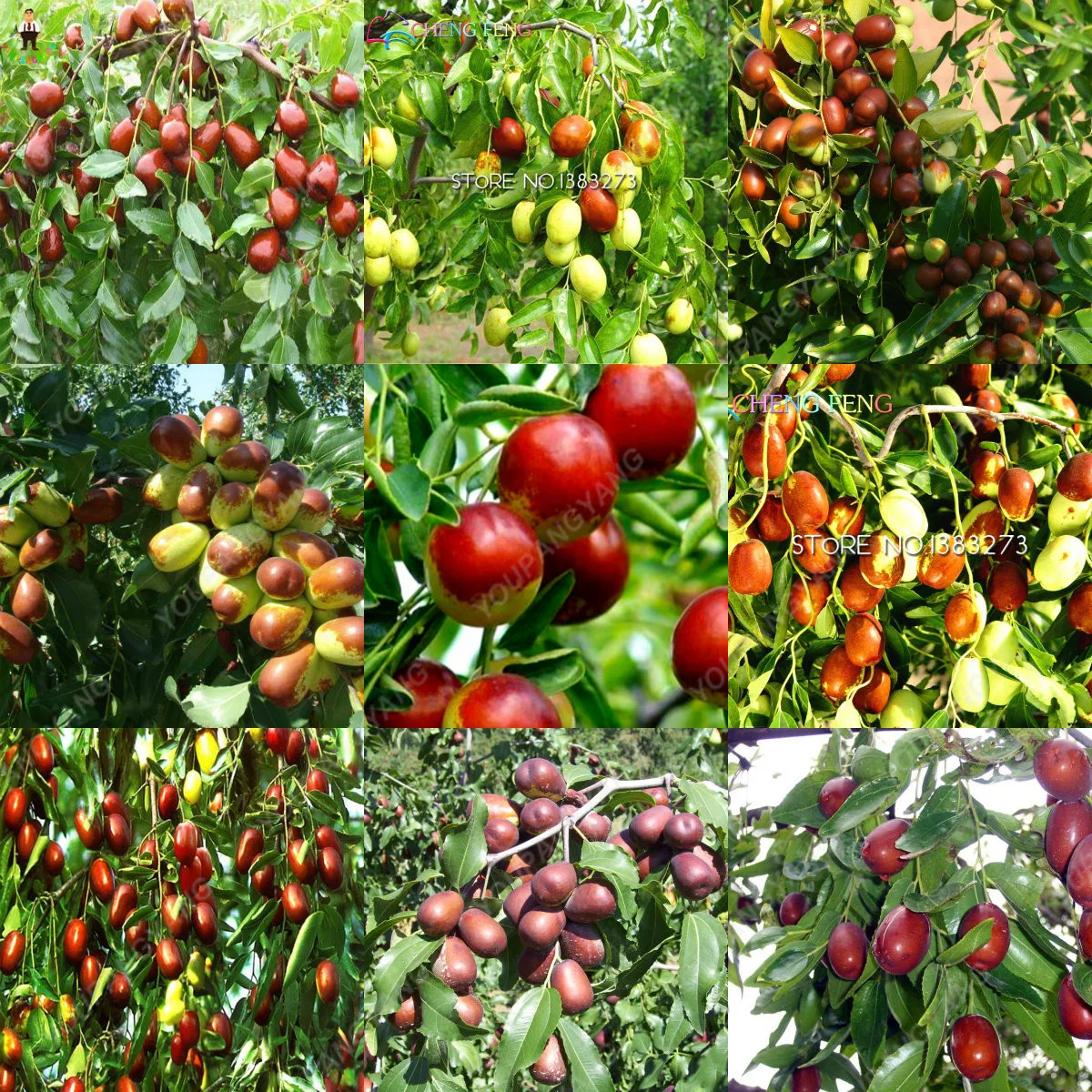 20Pcs Giant Jujube plant Sweet Fruit tree plants Rare Exotic Bonsai Potted Gift winter Decoration Home Garden FOR Flower Pot
20Pcs Giant Jujube plant Sweet Fruit tree plants Rare Exotic Bonsai Potted Gift winter Decoration Home Garden FOR Flower Pot