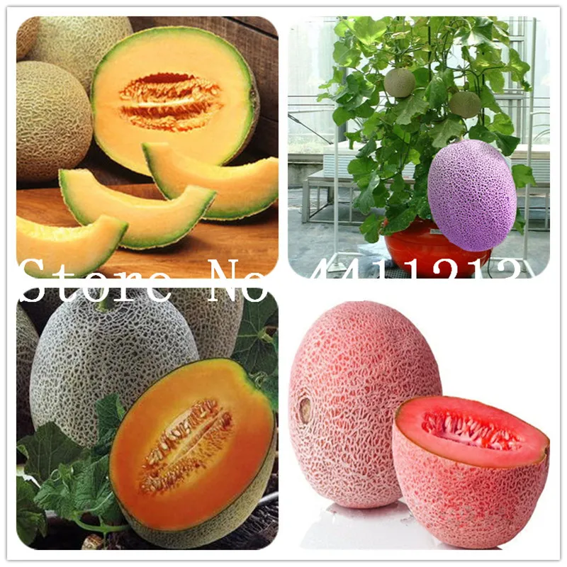 Fresh 20 Pcs Cantaloupe Melon plants , delicious Vegetable and fruit plants green plant fresh Great for home garden
Fresh 20 Pcs Cantaloupe Melon plants , delicious Vegetable and fruit plants green plant fresh Great for home garden