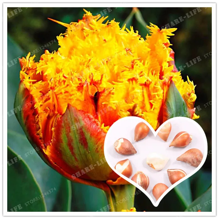 True Yellow Tulip Bulb Tulip Flower Bonsai Flower Bulb Symbolizes Love Tulipanes Flower Plant For Garden Plants 2 Bulb
True Yellow Tulip Bulb Tulip Flower Bonsai Flower Bulb Symbolizes Love Tulipanes Flower Plant For Garden Plants 2 Bulb