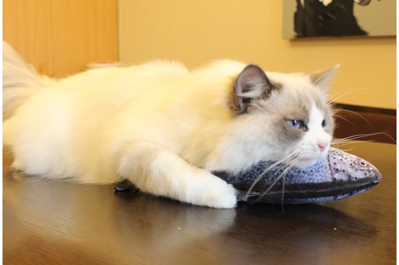 9 catnip kicker